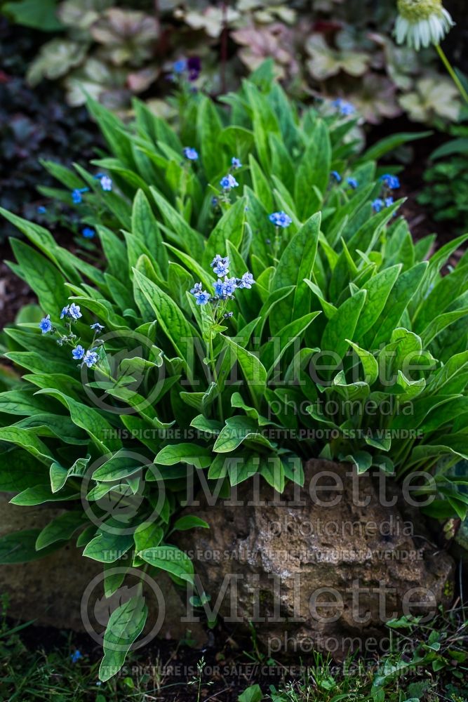 Anchusa Blue Showers (blue bugloss) 1 