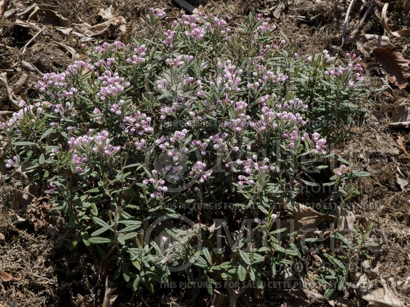 Andromeda Blue Ice (Bog Rosemary) 9 