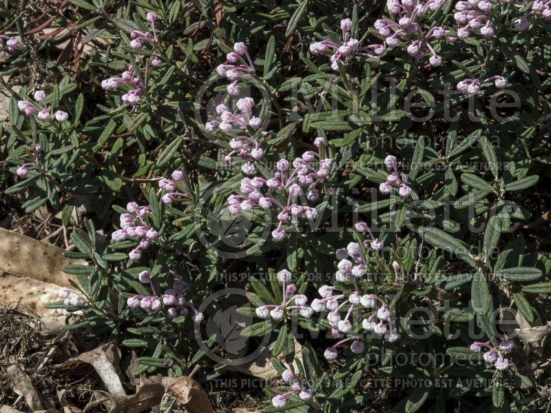 Andromeda Blue Ice (Bog Rosemary) 10 