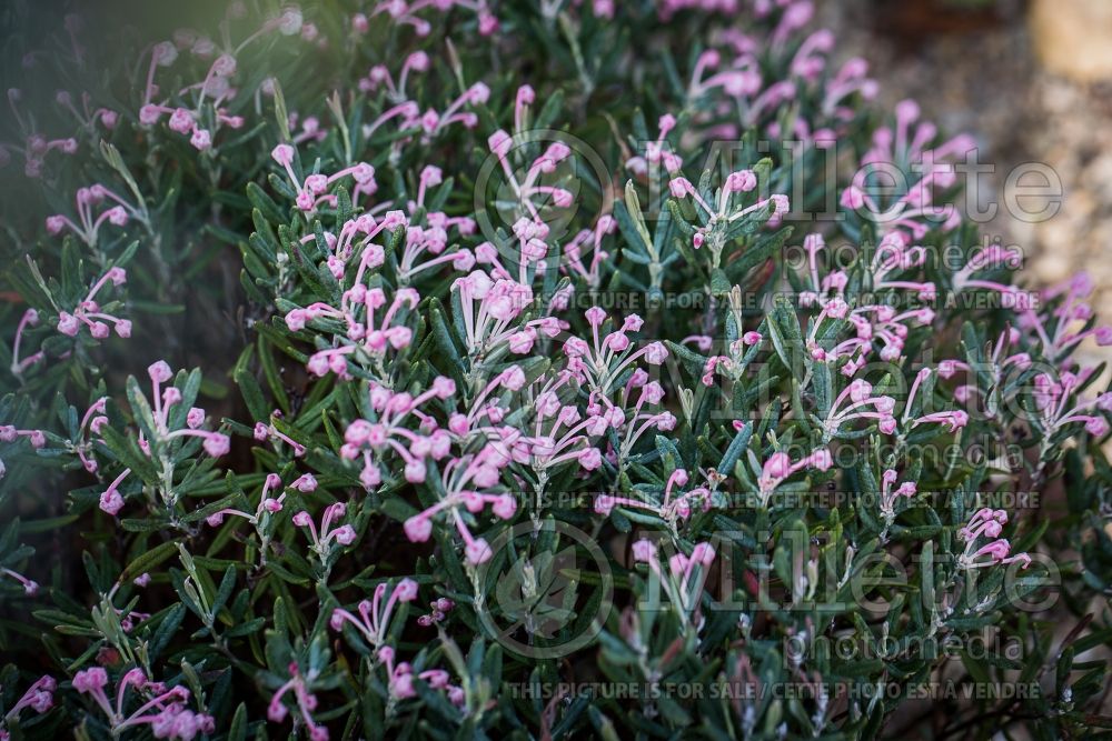 Andromeda Blue Ice (Bog Rosemary) 8 