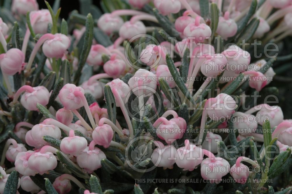 Andromeda Blue Ice (Bog Rosemary) 4 