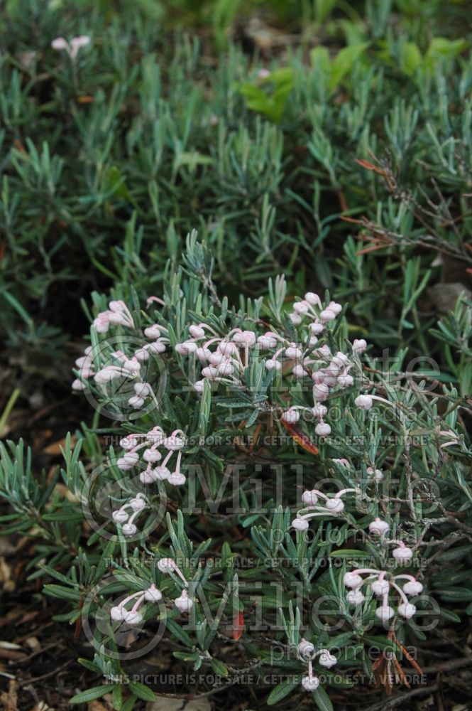 Andromeda Blue Ice (Bog Rosemary) 6 