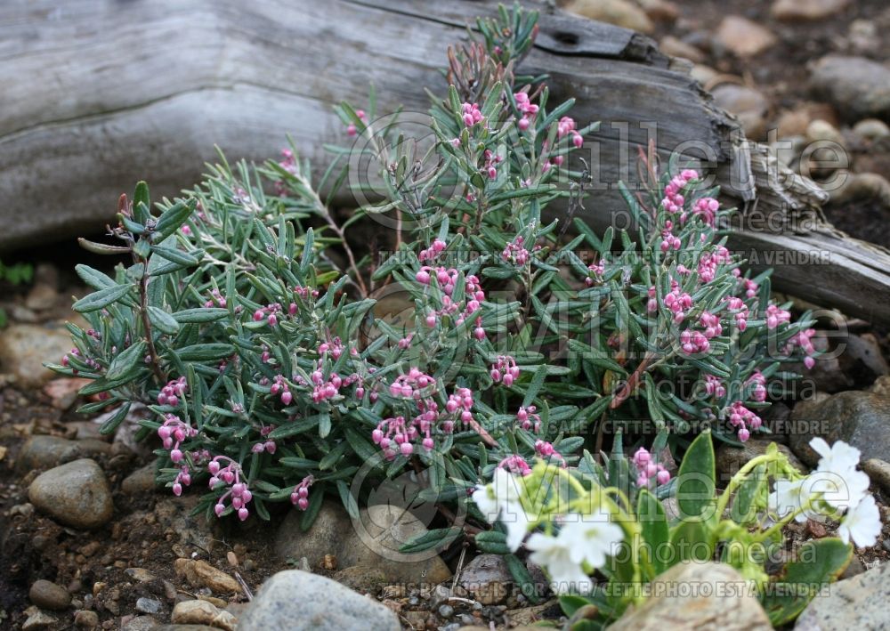 Andromeda Blue Ice (Bog Rosemary) 1 