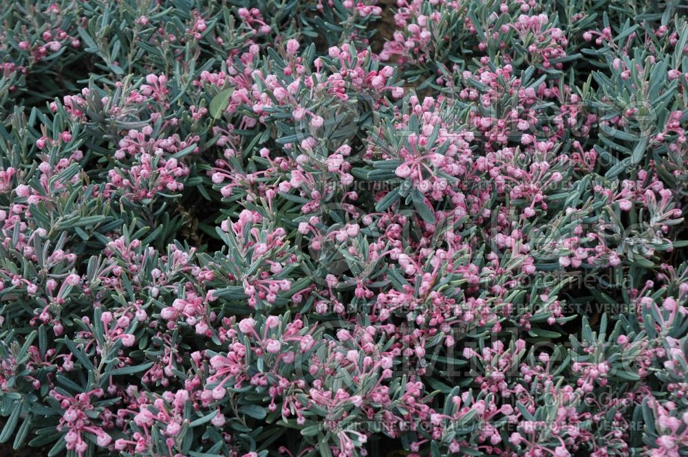 Andromeda Blue Ice (Bog Rosemary) 3 