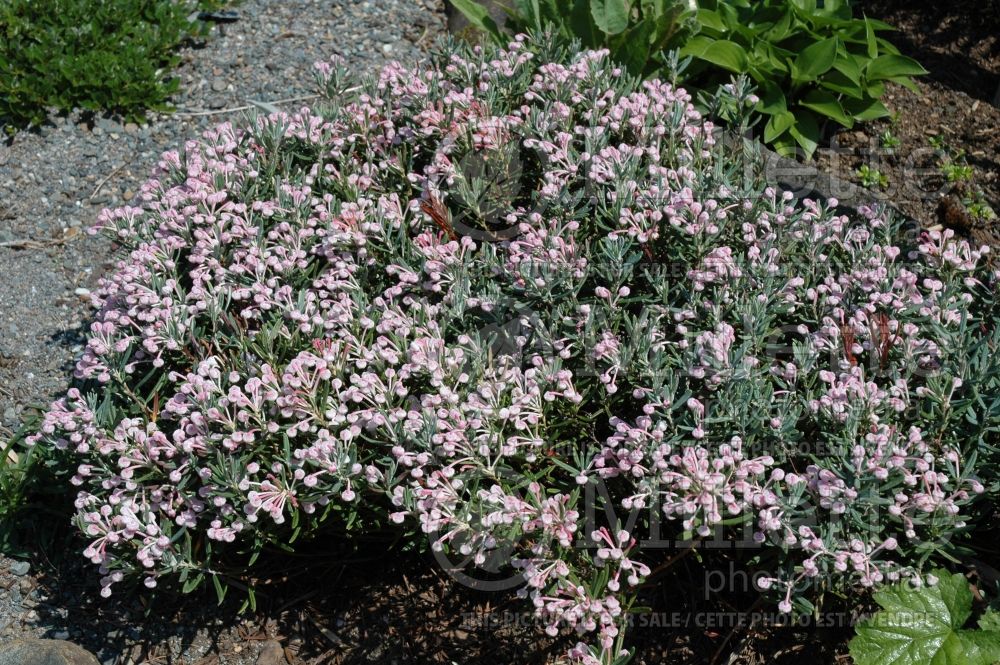 Andromeda Blue Ice (Bog Rosemary) 7 