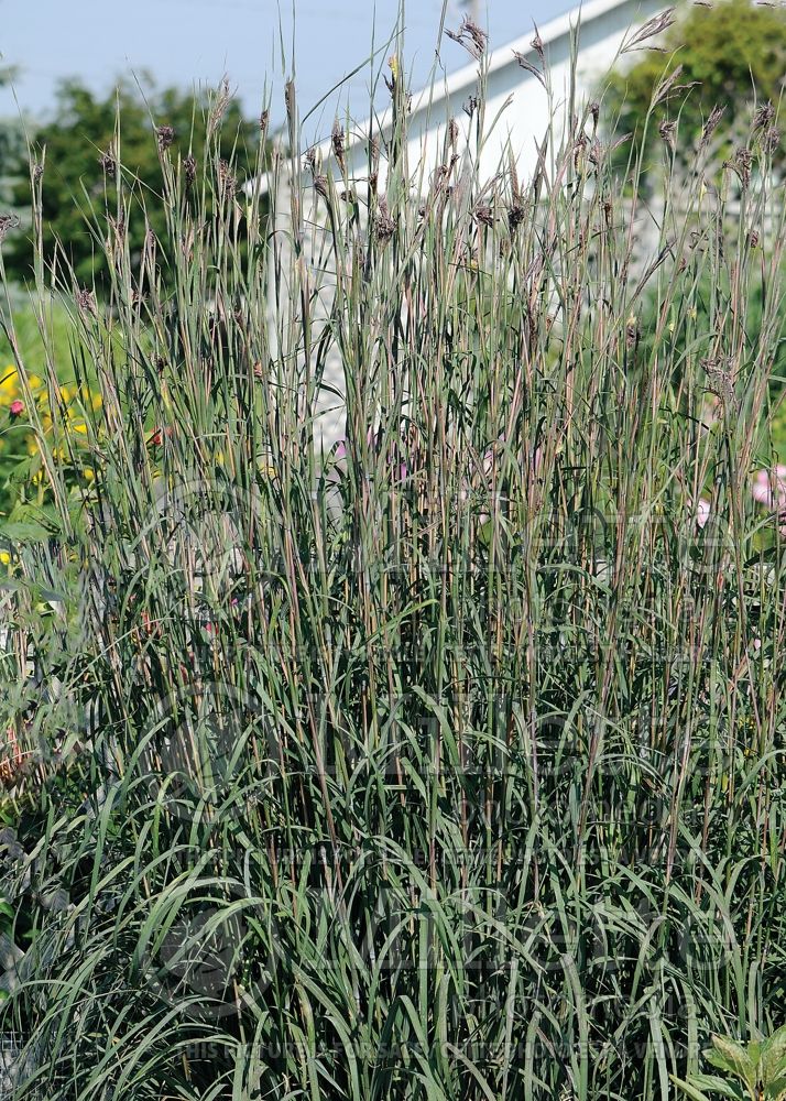 Andropogon Indian Warrior (Bluestem Grass) 1 