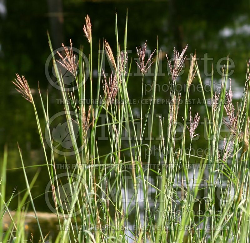 Andropogon gerardii (Big bluestem grass) 3 