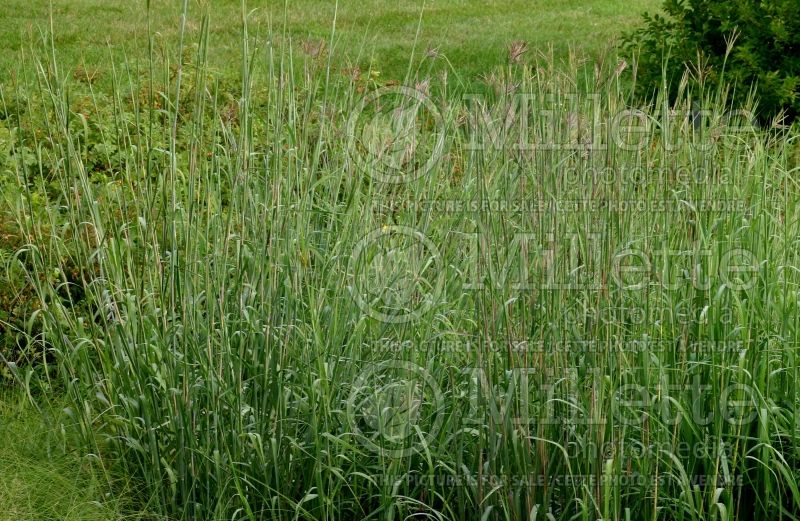 Andropogon gerardii (Big bluestem grass) 4 