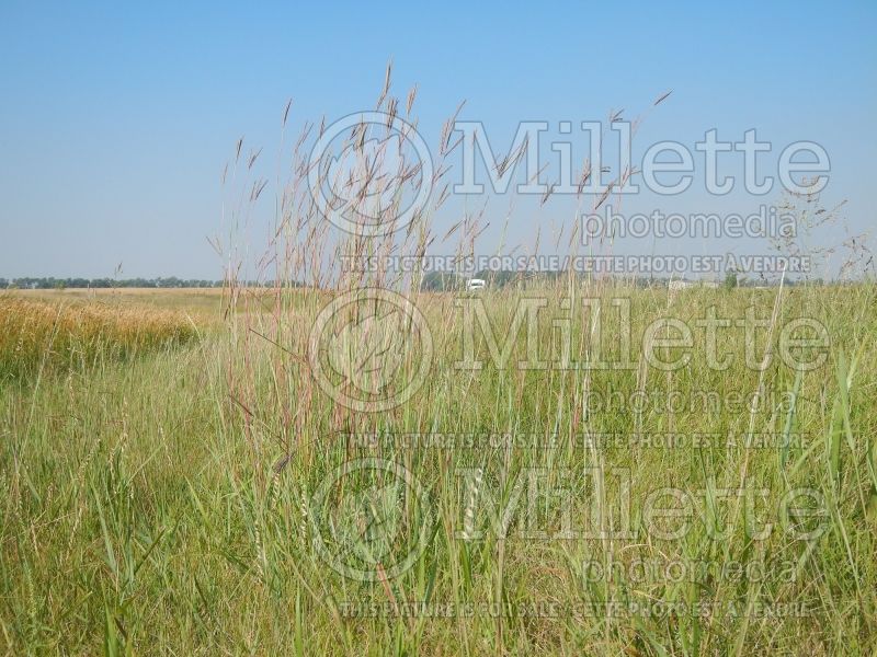 Andropogon gerardii (Big bluestem grass) 6 