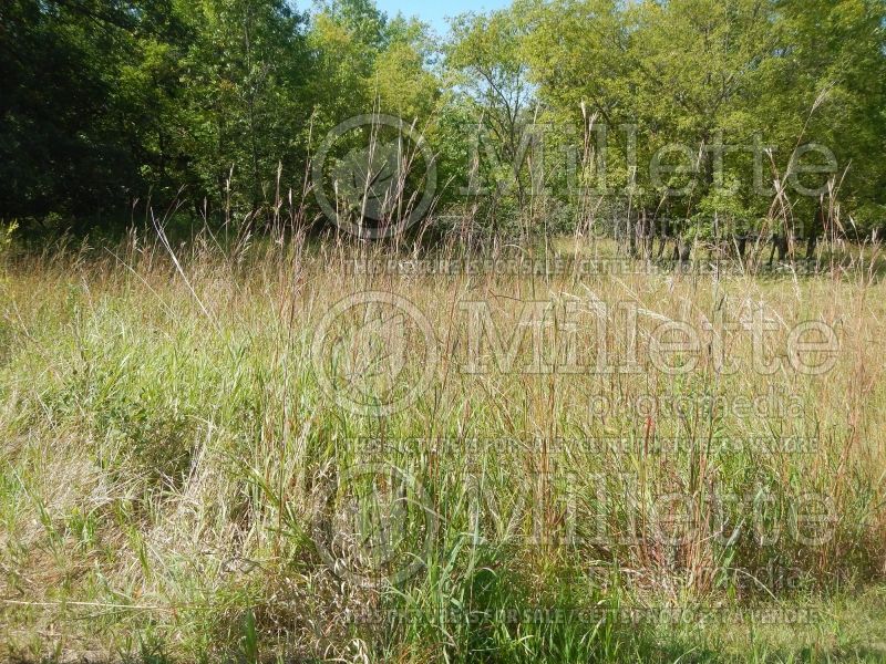 Andropogon gerardii (Big bluestem grass) 7 