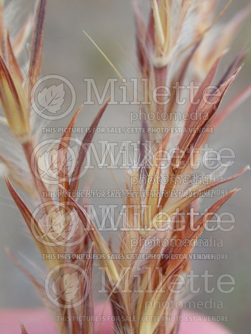 Andropogon gerardii (Big bluestem grass) 2