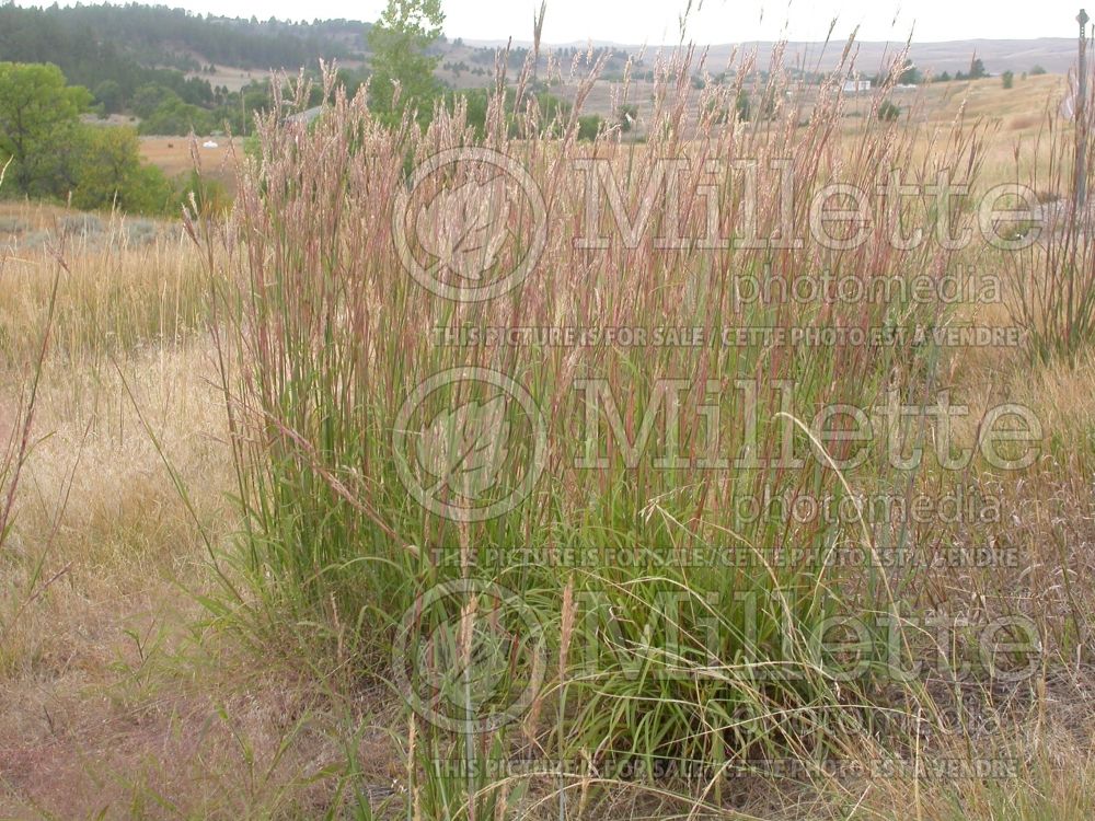 Andropogon gerardii (Big bluestem grass) 1