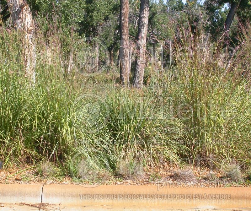 Andropogon gerardii (Big bluestem grass) 8 