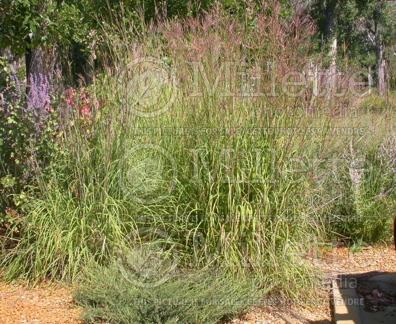 Andropogon gerardii (Big bluestem grass) 5 