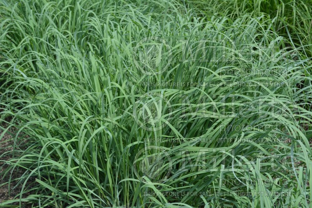 Andropogon Mega Blue (Bluestem Grass) 1 