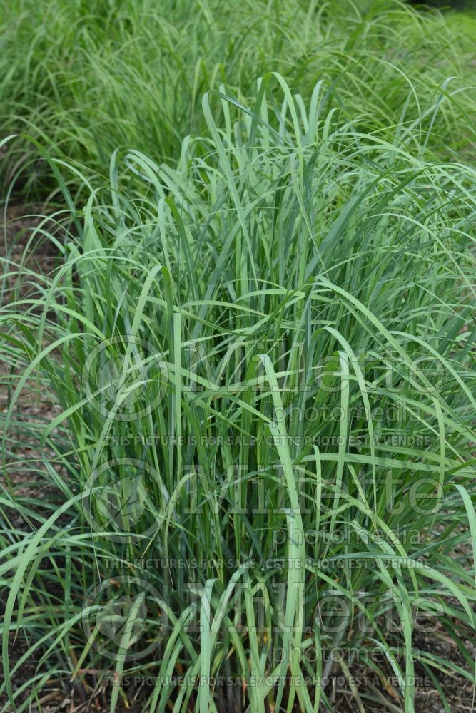 Andropogon Mega Blue (Bluestem Grass) 2 