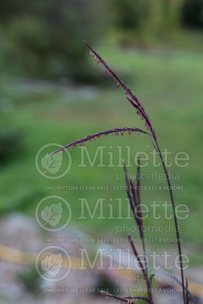 Andropogon Rain Dance (Bluestem Grass) 1 