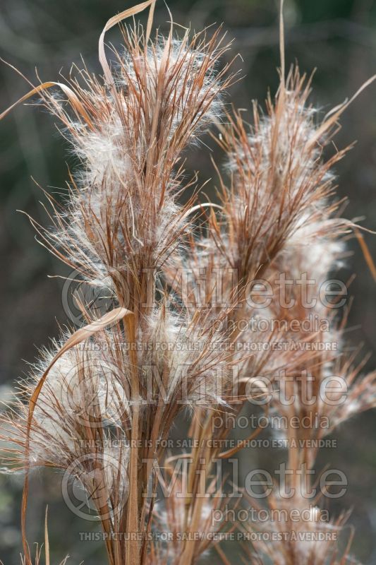 Andropogon glomeratus (bushy bluestem) 1 