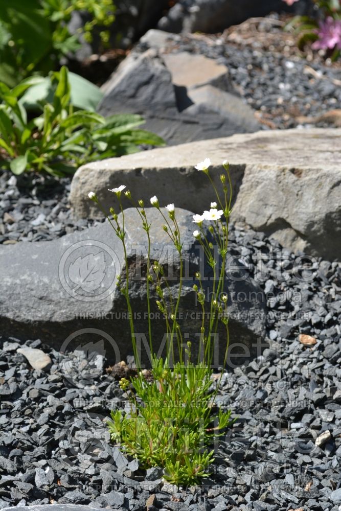 Androsace septentrionalis or Androsace lactea (Rock Jasmine)  1