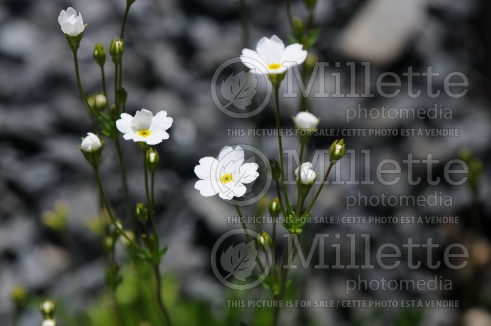 Androsace septentrionalis or Androsace lactea (Rock Jasmine)  2