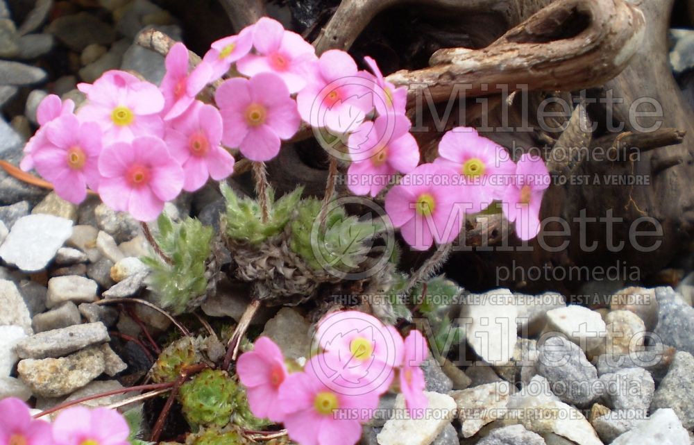 Androsace villosa var. jacquemontii (Rock Jasmine)  