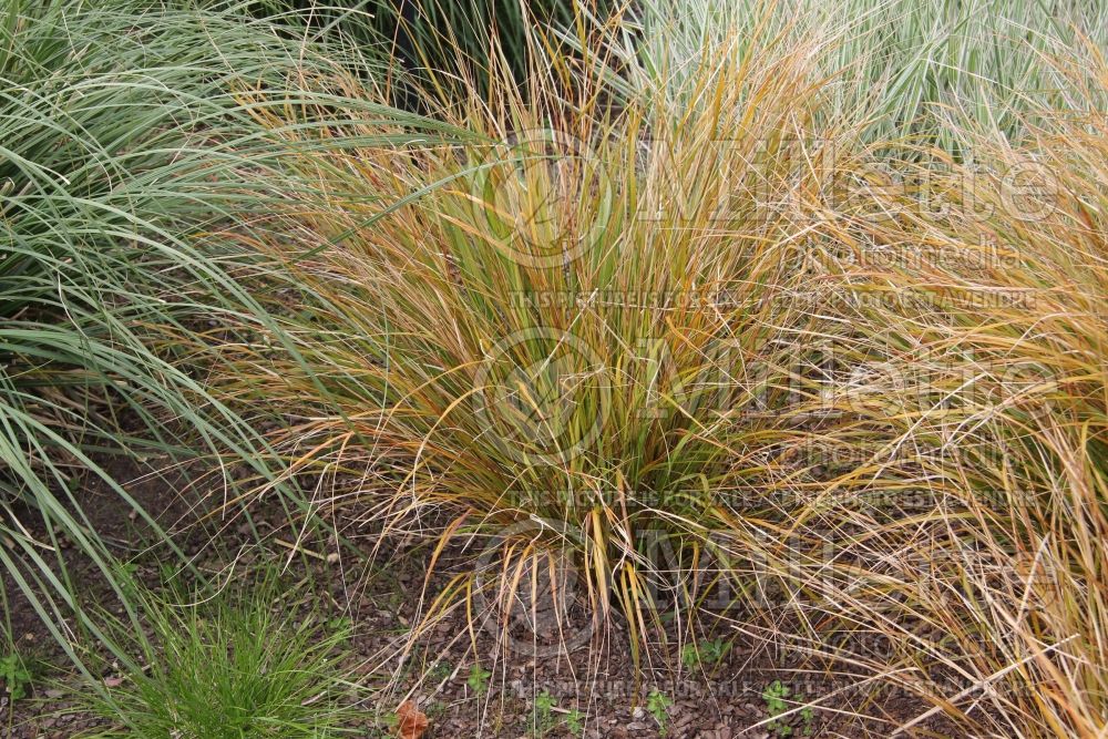 Anemanthele lessoniana (New Zealand Wind Grass ornamental grass) 2 