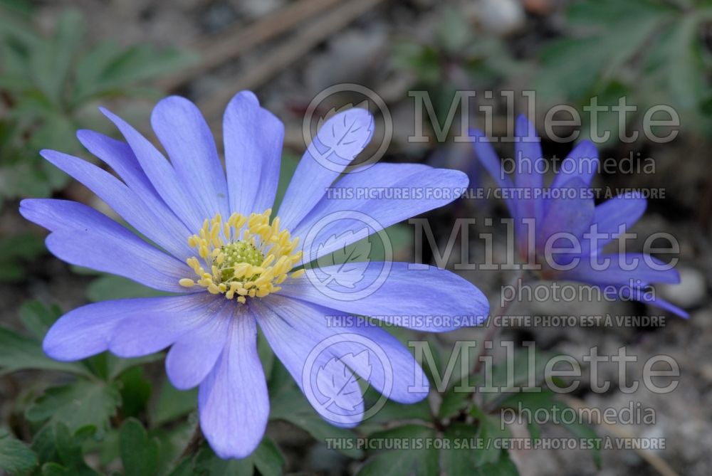 Anemone Blue Shades (windflower) 4