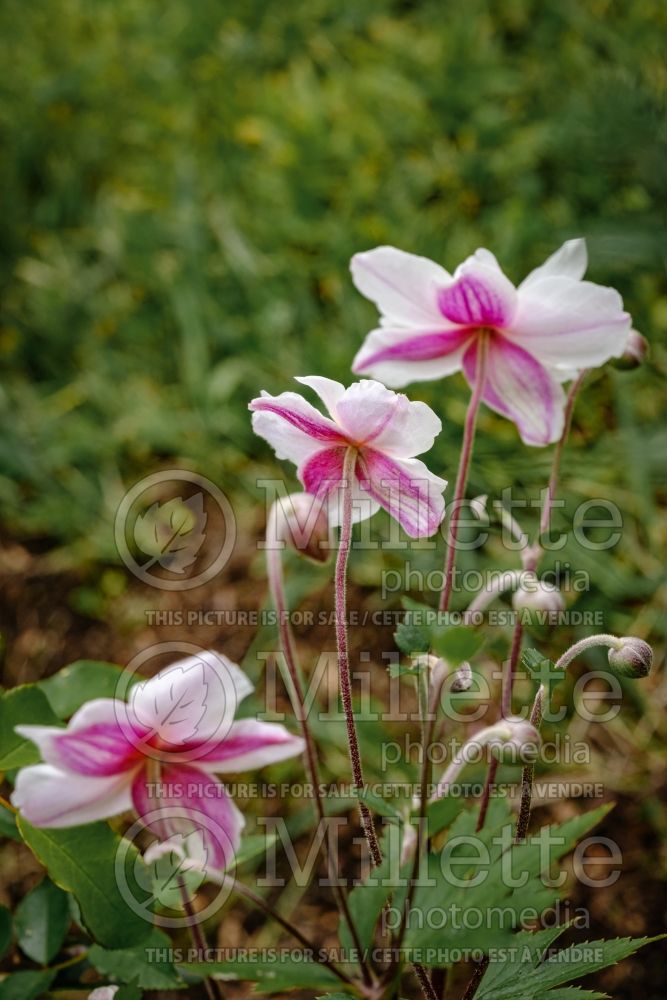 Anemone Dainty Swan (Japanese Anemone) 1