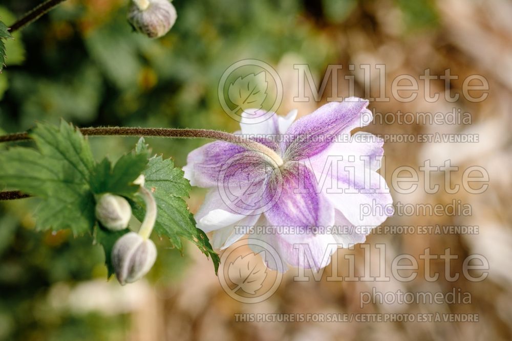 Anemone Elfin Swan (Anemone) 2