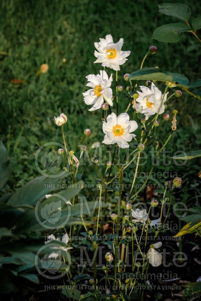 Anemone Fantasy Snow Angel (Japanese Anemone) 1 