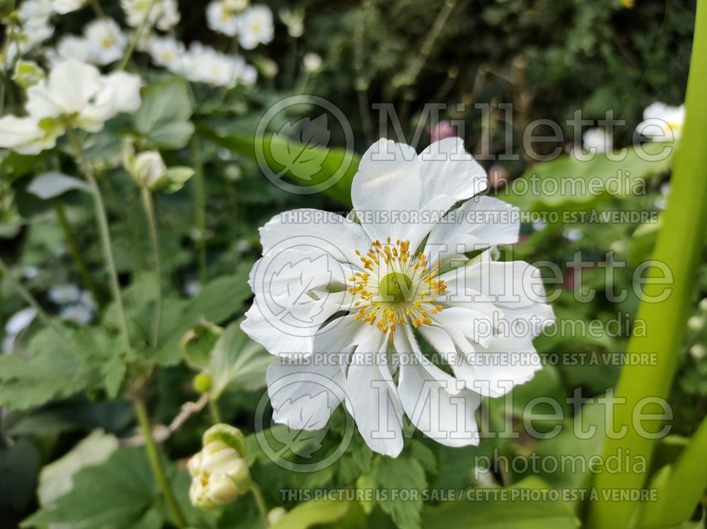 Anemone Andrea Atkinson (Japanese Anemone) 1 