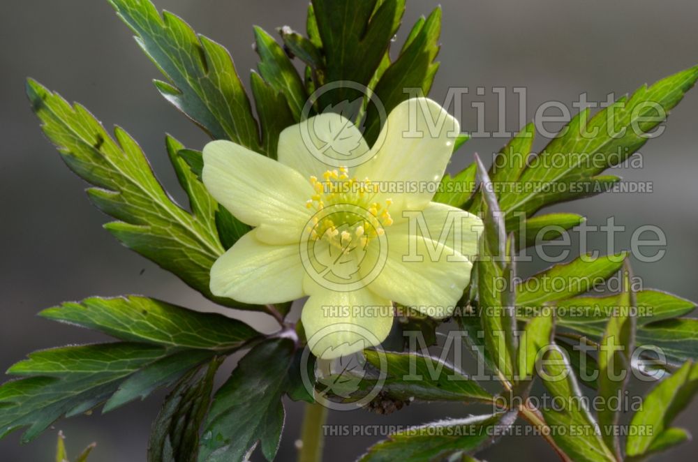 Anemone Sioux (Wood Anemone) 1