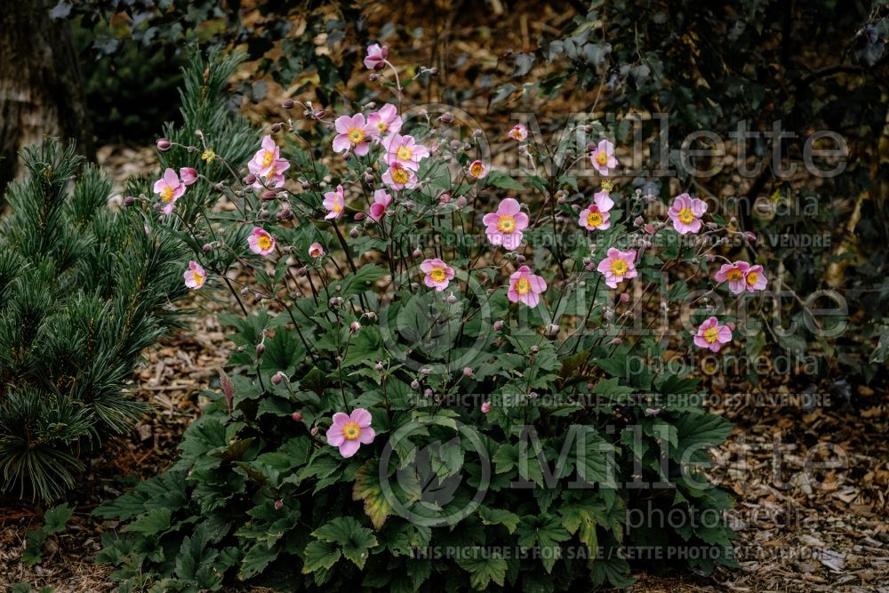 Anemone Lucky Charm (Japanese Anemone) 1