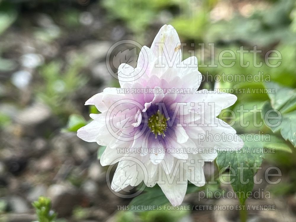 Anemone Blue Eyes (Wood Anemone) 2