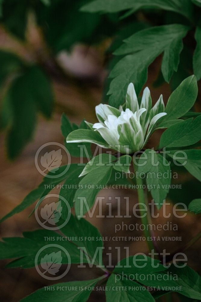 Anemone Bracteata (wood anemone) 5 