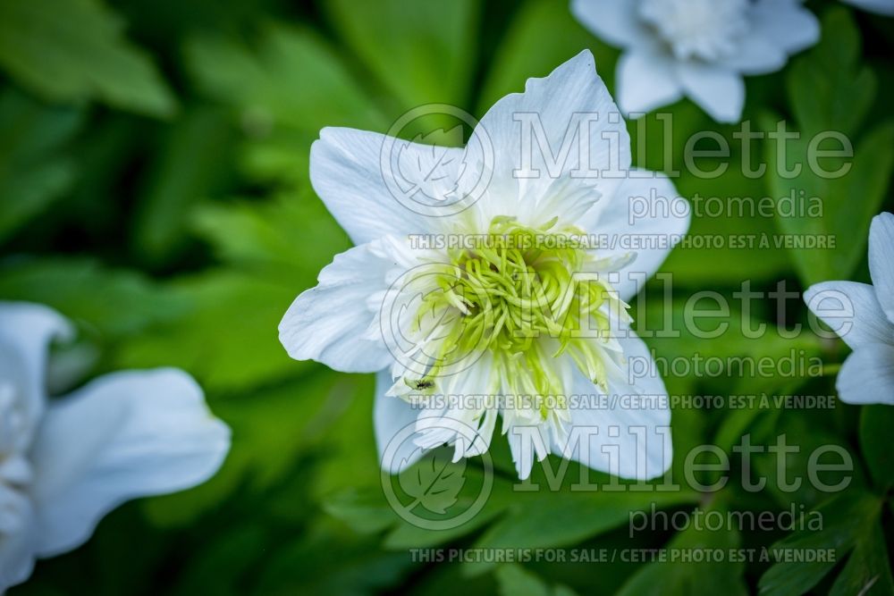 Anemone Green Fingers (Wood Anemone) 2