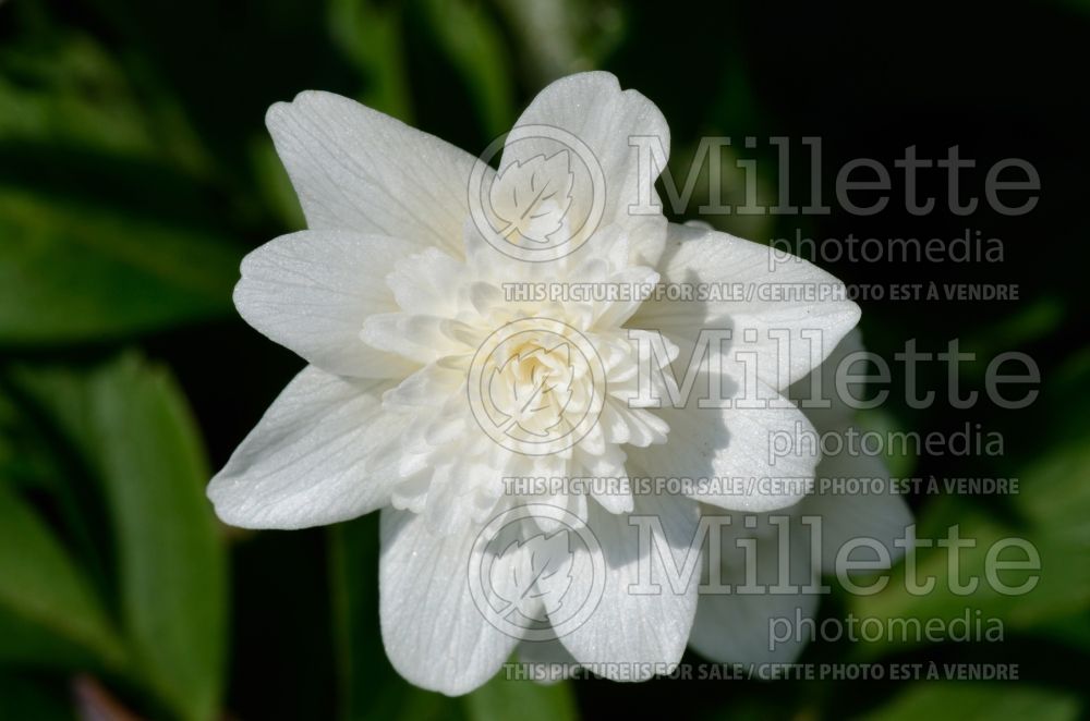 Anemone Vestal (wood anemone) 10 