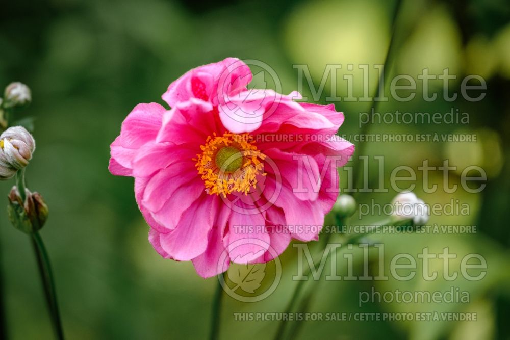 Anemone Pamina (Japanese Anemone) 5 