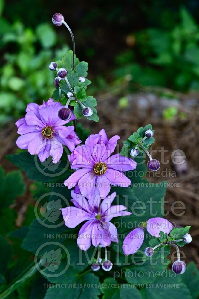 Anemone Serenade (Japanese Anemone) 9