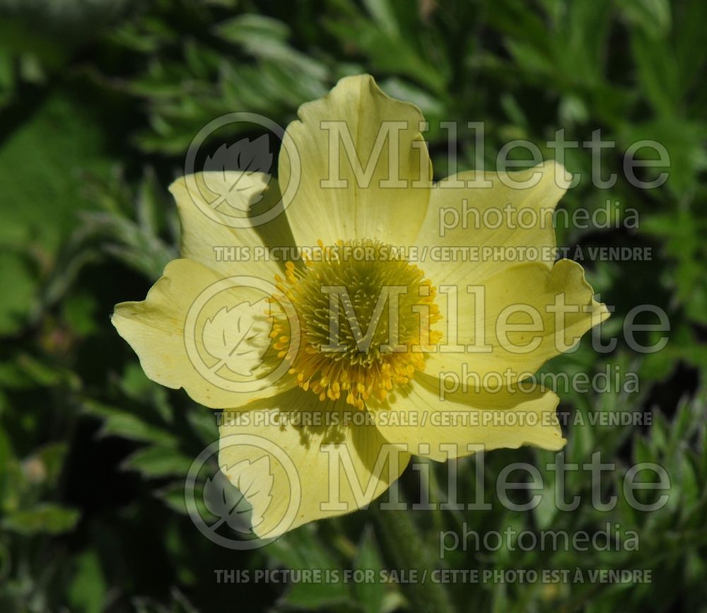 Anemone alpina apiifolia (parsley-leaved pasqueflower) 1 