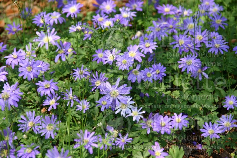 Anemone Blue Shades (Anemone, Grecian Windflower) 1 