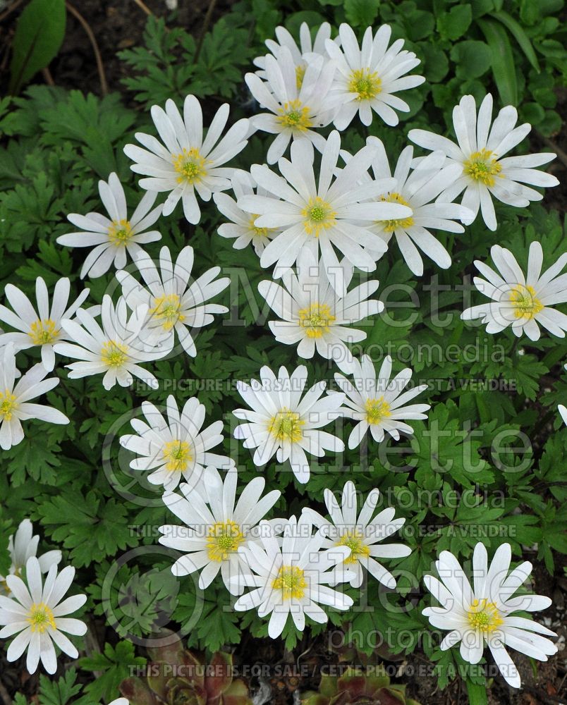 Anemone White Splendour (windflower) 2