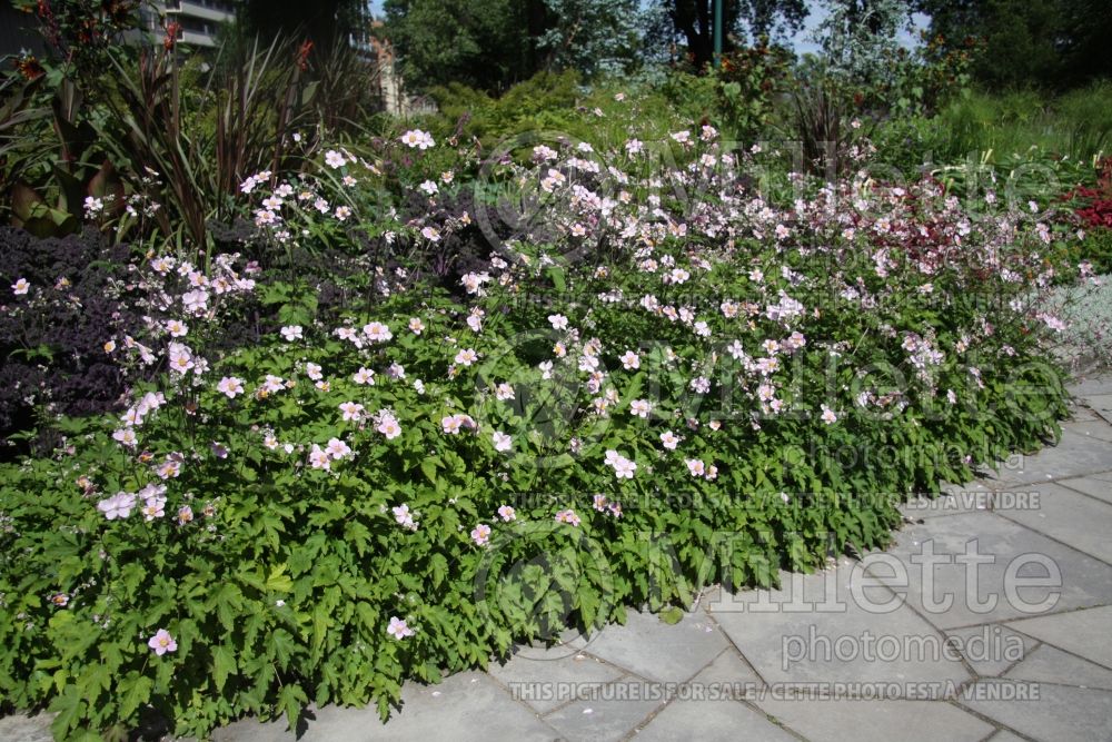 Anemone canadensis (Wood Anemone) 1 