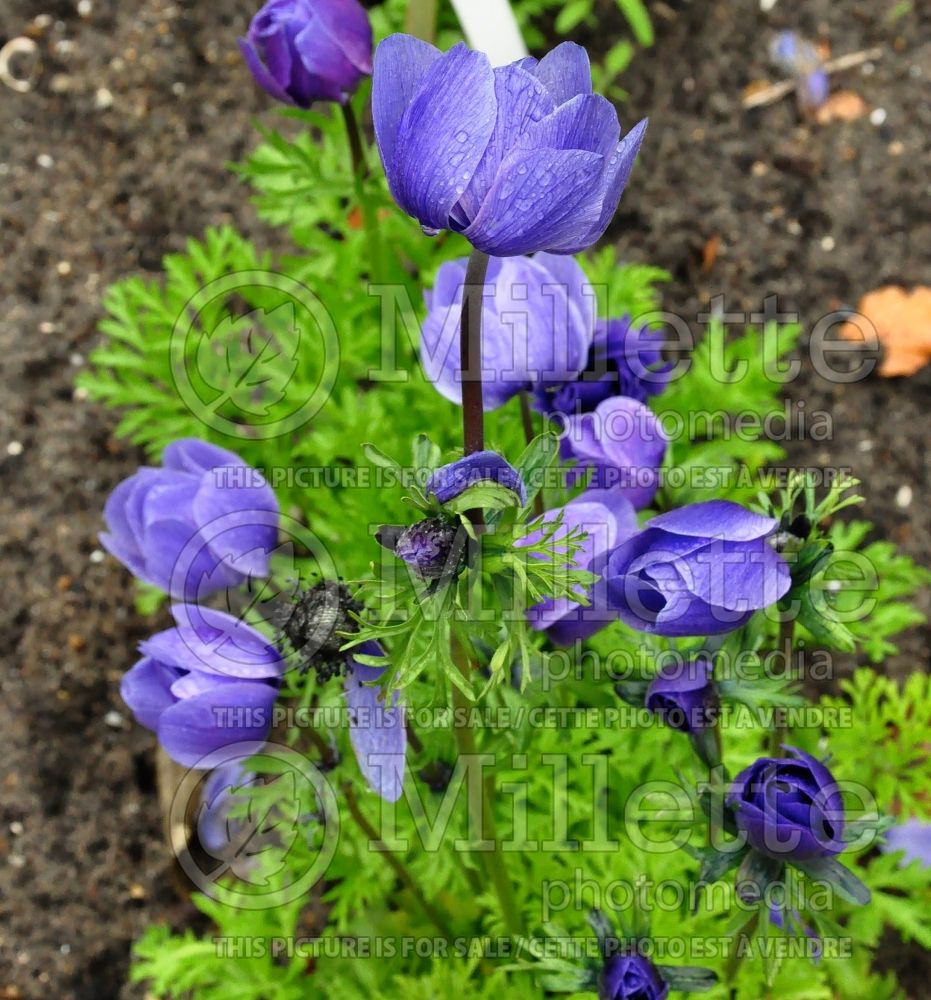 Anemone coronaria (Anemone) 2