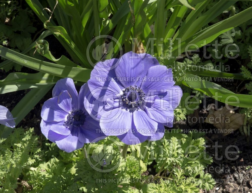 Anemone Harmony Blue (Anemone) 1