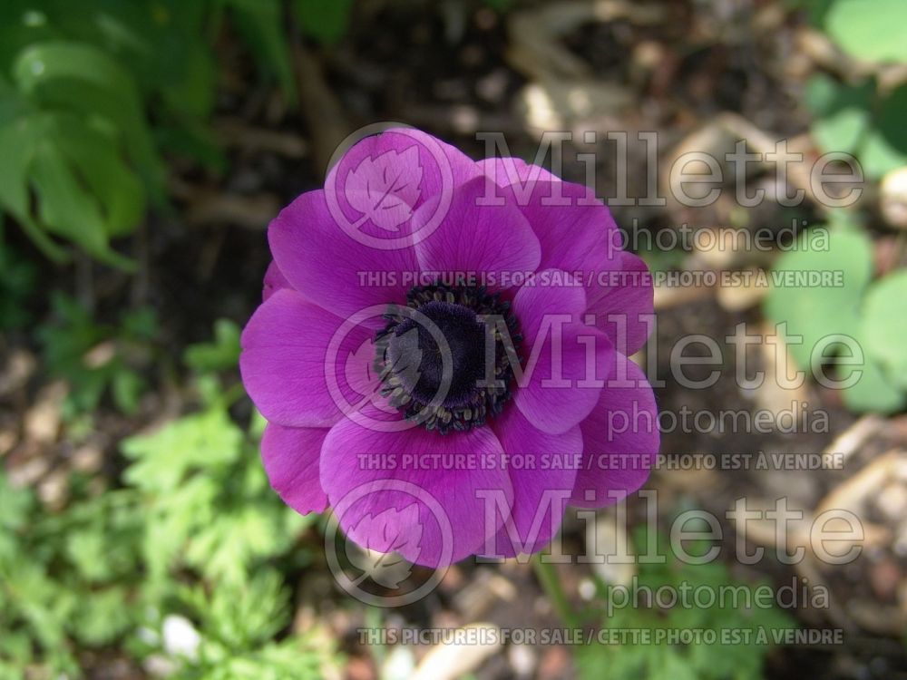 Anemone coronaria (Anemone) 1