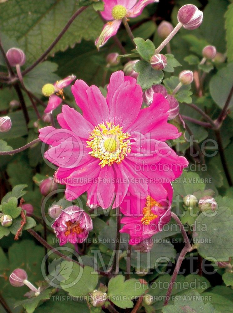 Anemone Curtain Call Deep Rose (Japanese Anemone) 4 
