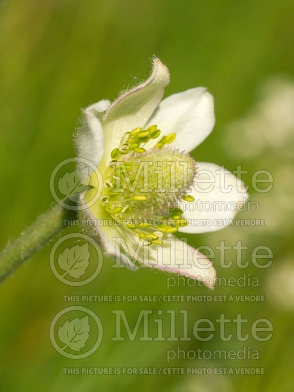 Anemone cylindrica (windflower Anemone) 1