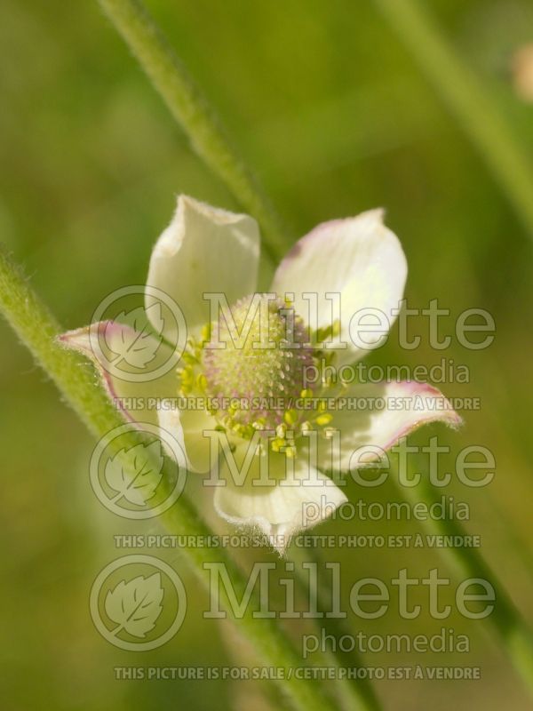 Anemone cylindrica (windflower Anemone) 2