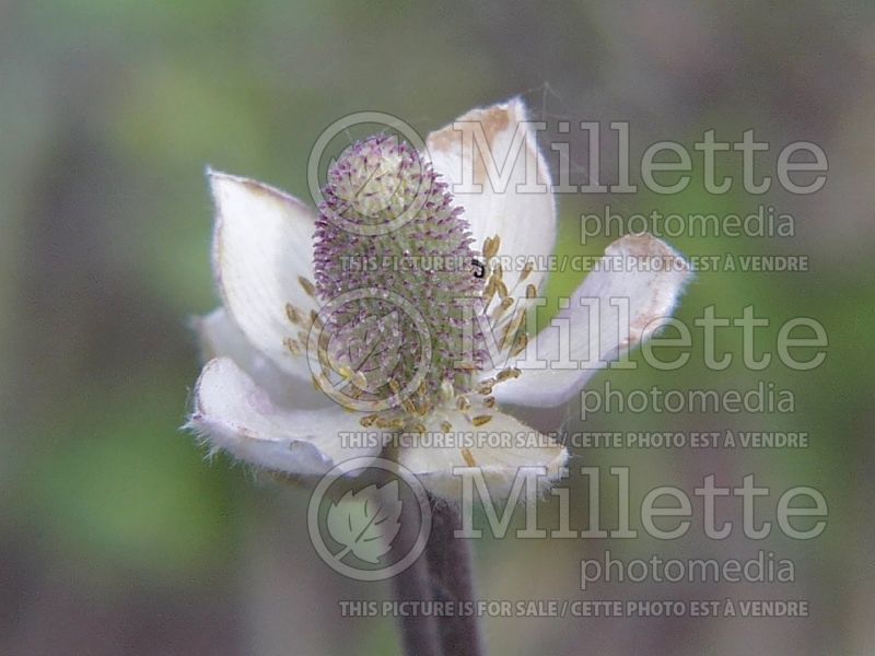 Anemone cylindrica (windflower Anemone) 4